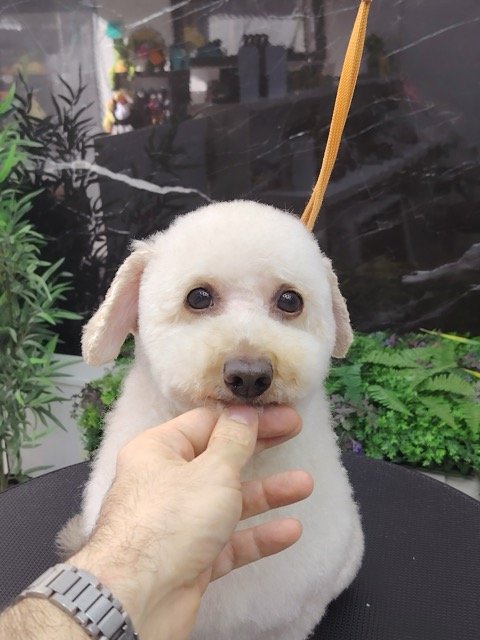 Perro con corte de pelo profesional