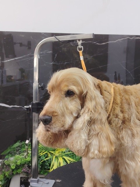 Perro feliz después del baño